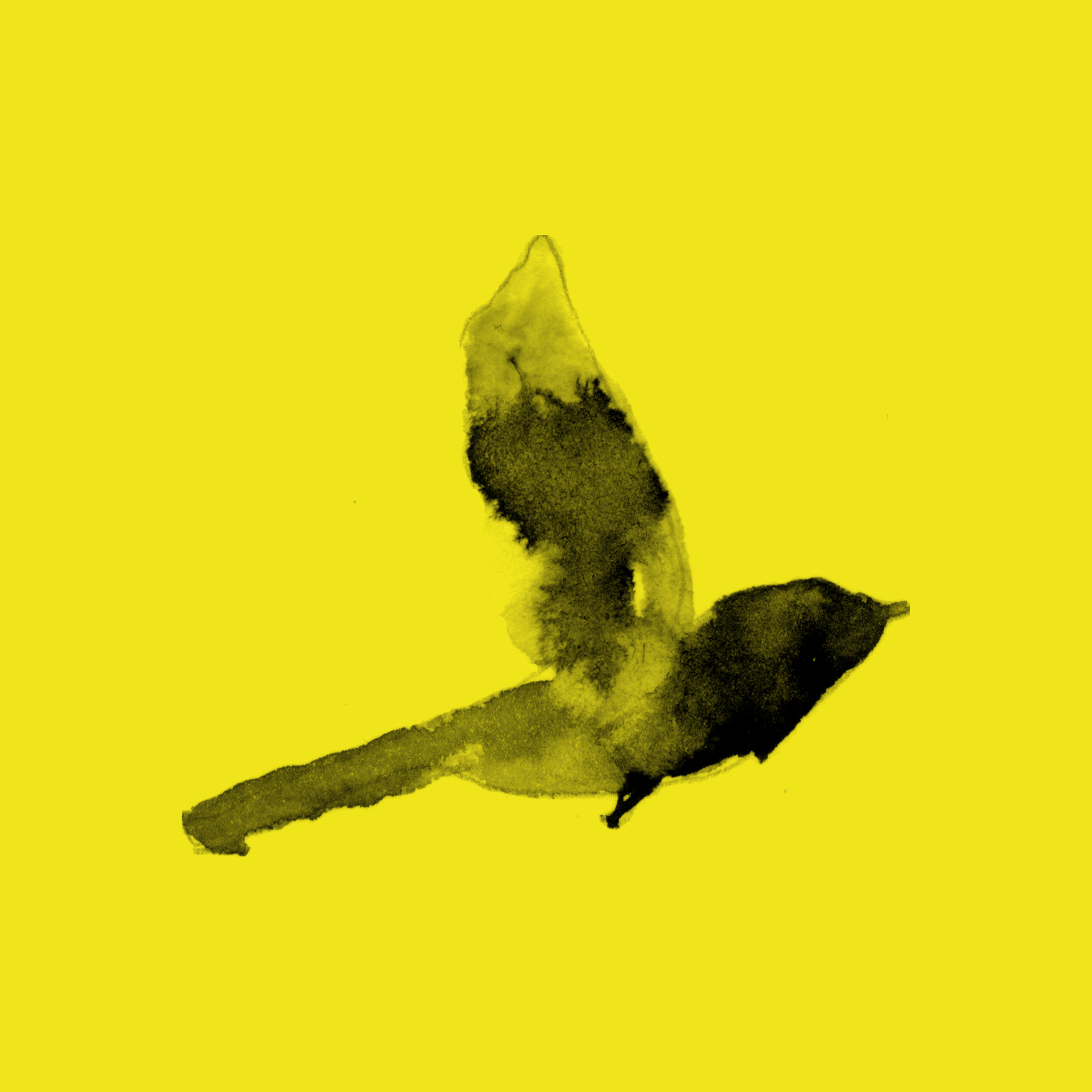SISKIN